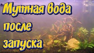 Мутная вода в новом аквариуме после запуска!  Причины помутнения воды в аквариуме!! Что делать!