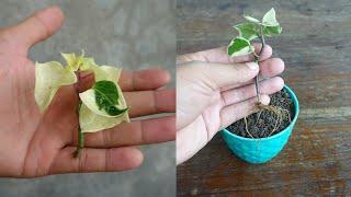 How to grow Ivy plant from cuttings | Ivy plant propagation