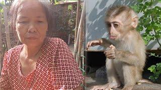 Grandma worries that one day Lambo and Luna will disappear like KaKa Monkey