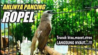 AMPUH UNTUK PANCINGAN TRUCUKAN SUSAH ROPEL