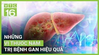 Những vị thuốc nam trị bệnh gan hiệu quả | VTC16