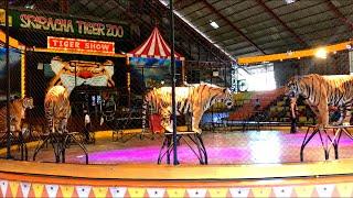 Tiger Show in Sriracha Tiger Zoo Pattaya Thailand (FULL SHOW)