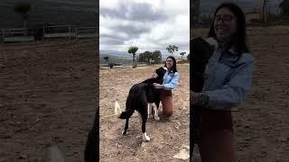 A visit to Queseria Mama Cabra, an artisan cheese producer in Bodonal de la Sierra #spain #business