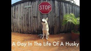 A Day In The Life Of A Husky (HD)