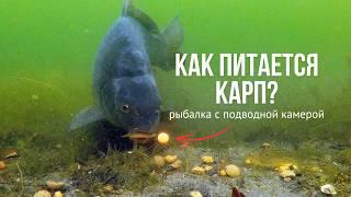Секреты карповой рыбалки под водой! КАРПФИШИНГ с подводной камерой летом!