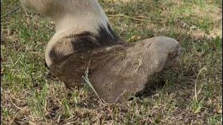 INJURED and NEGLECTED hooves get TRIMMED