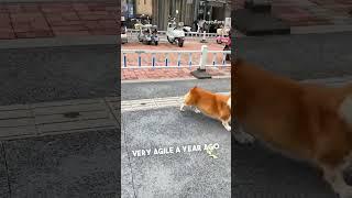 Weight Gain Changed the Corgi, But Not His Agility