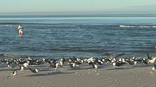 Robb’s Friday Morning Beach Walk at Pelican Bay in North Naple, Florida (11/29/24)