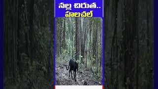 నల్ల చిరుత హలచల్