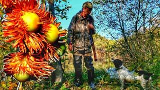 shaggy acorns of jagged oak. Hunting and Spaniel.