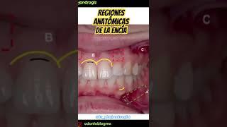 Regiones anatómicas de la Encía #shorts #encias #encía #periodoncia #odontoblogmx #odontoblog