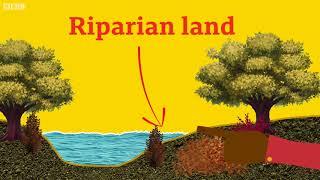 What is Riparian Land? - BBC What's New