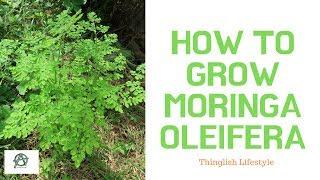 Growing Moringa Oleifera with Thinglish Lifestyle