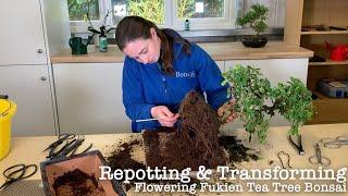 Repotting Large Carmona (Fukien Tea) Flowering Indoor Bonsai Tree with Holly from Bonsai Direct