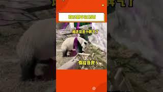 大熊猫喜乐翻车名场面 熊孩子咋这么倒霉呢？#panda  #娛樂資訊 #娛樂新聞  #娛樂圈 #娱乐圈 #娱乐八卦 #吃瓜