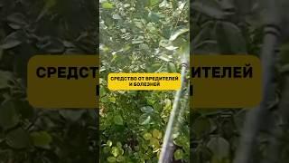 Средство для любых растений #огород #вредители #рассада #паразиты