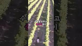 시골 마을에서 중국인한테 겪은 충격적인 일