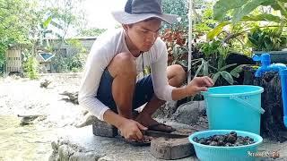 CATCH AND COOK SNAIL FROM THE FARM (BISUKOL) - BUHAY PROBINSYA