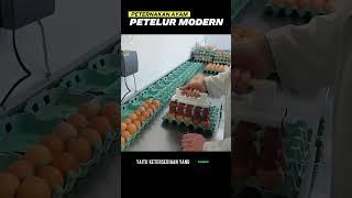 Peternakan Ayam Petelur Modern