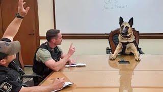 When a 200 IQ Dog Becomes Your Boss  Funniest Dog Ever!