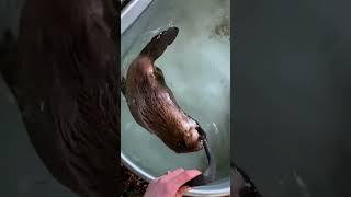 This woman rescued a weak beaver and brought it home to nurture #animalshorts #animalrescue