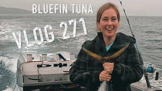 Bluefin Tuna - New Zealand Adventure VLOG 271 the knotty knots camp fish South Westland Josh James