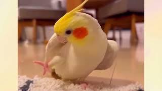 Cute  Cockatiel Melts Hearts with Happy Singing! #viral   #trending #birds #parrot# cockatiel