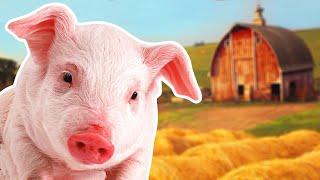 Pigs for Kids | Year of the Pig 2019 | Wild Animals