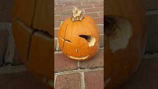 The 1-Eyed Seed-nosed Pumpkin