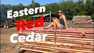 2 Sawmills VS. Eastern RED Cedar logs!