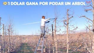 Cuanto Gana Podando Arboles De Manzanas En Washington 