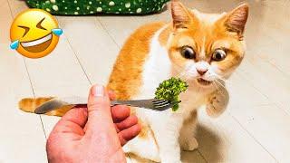 Funny Cat And Dog Videos  - Cutest Animal Videos 2024  