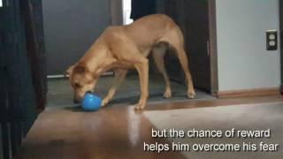 The Planet Dog Orbee-Tuff Snoop Mental Challenge Dog Toy