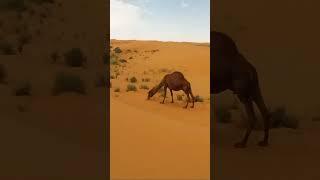 Visit desert and see camel 
