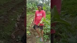 #farming #petchay harvest ng mga petchay sa bukid @SHASTV-xo7gj