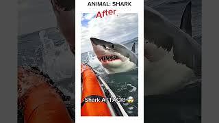 Animal JOURNEY! BABY TO GROWN-UP  #animalkingdom #animaljourney
