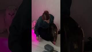 Брейдерское кресло сборка #афронаращивание #braid #braidsstyles