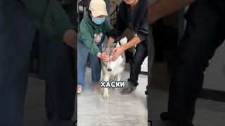 Хаски сделали неожиданный подарок #shorts