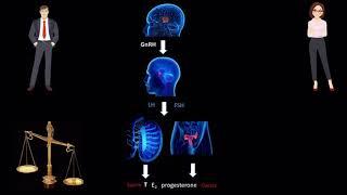 HPG Axis & Reproduction