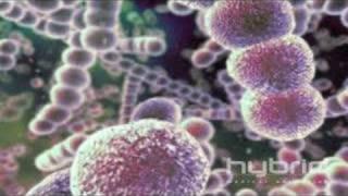 Streptococcus Pneumoniae (Hybrid Medical Animation)