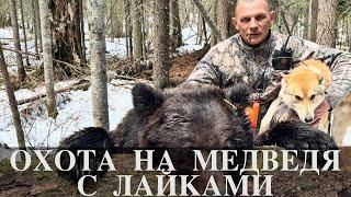 Охота на медведя с лайками.