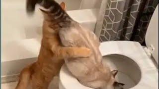Funniest Animals 2024  Best Funny Cats and Dogs   Videos  #83