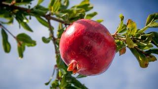 HOW TO GROW POMEGRANATE FROM SEEDS