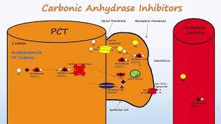 Diuretics - Part 1 - Osmotic Diuretics & Carbonic Anhydrase Inhibitors