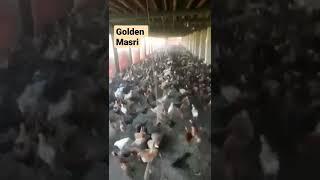 Poultry Farm || Golfen masri Farming || #feedchannel  #masri #masrimurgi