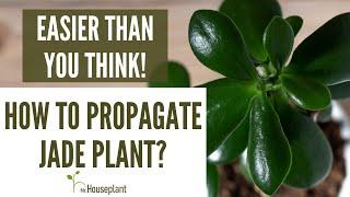 How to Propagate Jade Plant? (Easier Than You Think!)