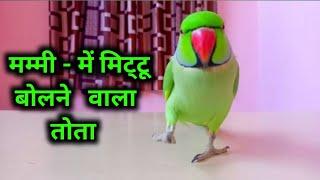 Parrot talking video - Ring Nack Parrot Sound Mummy Mummy - Mummy Bolne Wala Tota ^⁠_⁠_⁠^