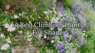 My Top 10 Climbing Plants For Shade, Best Shade Loving Climbing Plants For The U.K