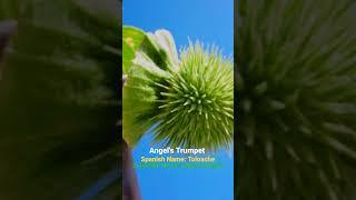 Angel's Trumpet | Toloache | Tropical Flower