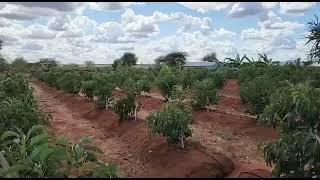 Avocado trees in Kajiado, Kenya one year after the button drip irrigation system by Grekkon Limited